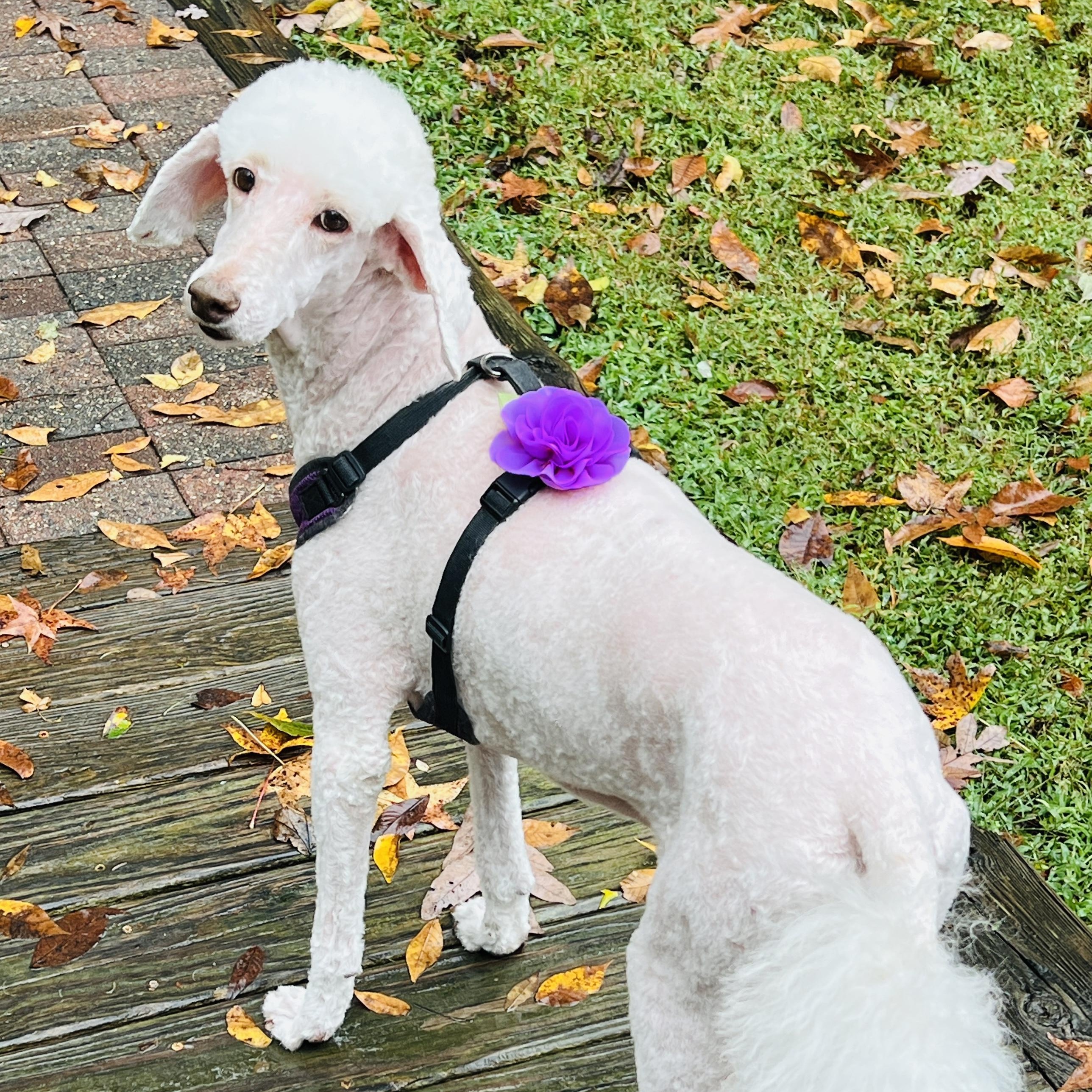 Molly, Adoptable, Adult Female Standard Poodle.