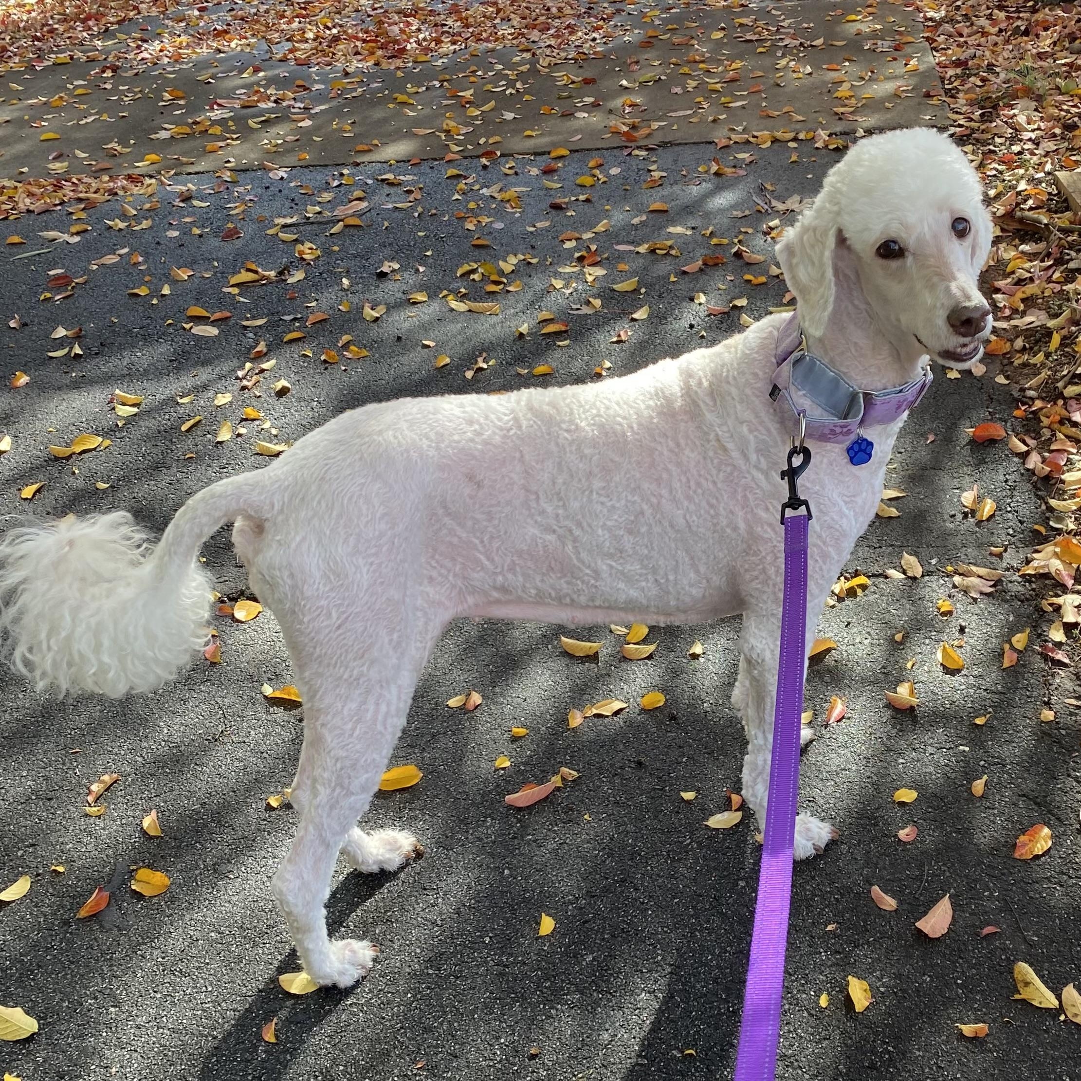 Enlarge Molly, a Adoptable mixed breed in High Point, NC image 3/6
