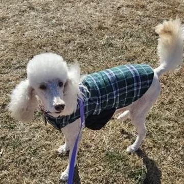 Enlarge Molly, a Adoptable mixed breed in High Point, NC image 4/6