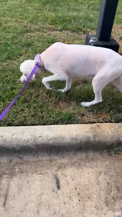 Enlarge Molly, a Adoptable mixed breed in High Point, NC video 6/6