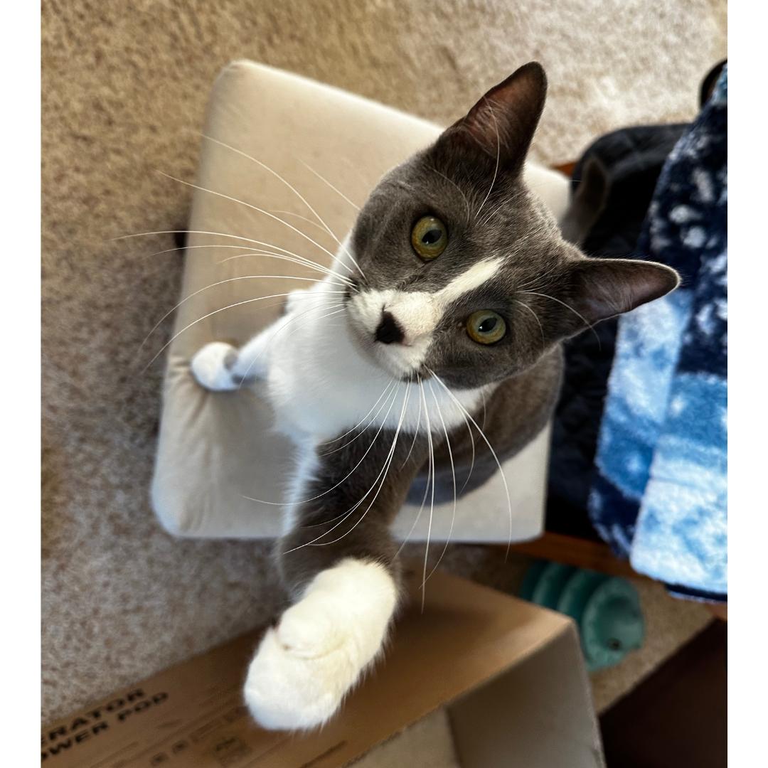 Enlarge Vanya, a Adoptable Domestic Short Hair in Morgan Hill, CA image 4/5