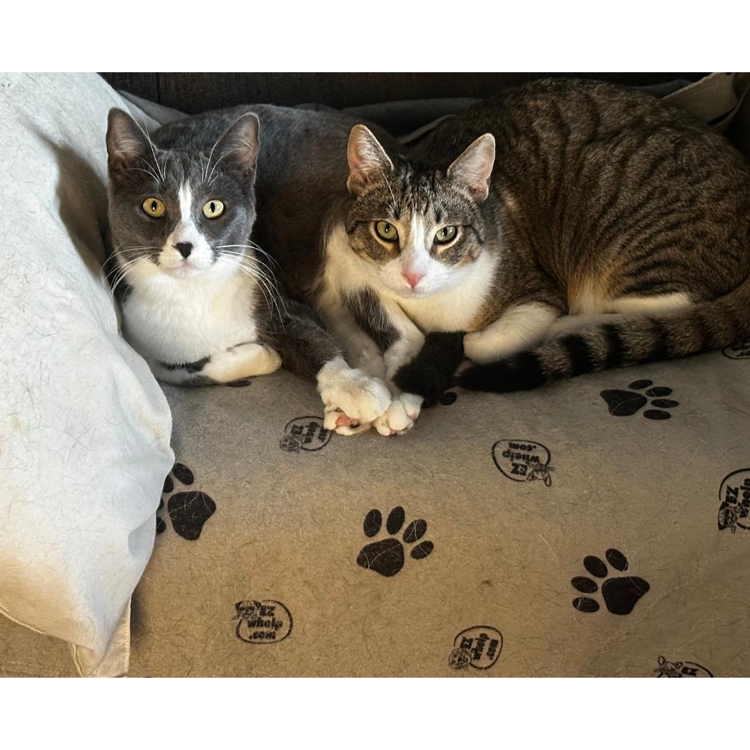 Enlarge Vanya, a Adoptable Domestic Short Hair in Morgan Hill, CA image 2/5