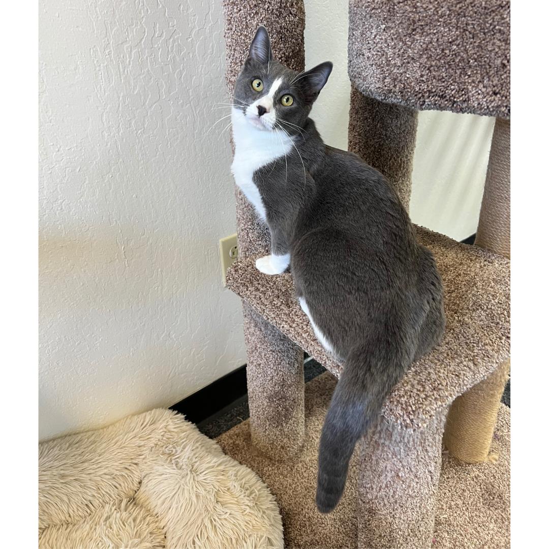 Enlarge Vanya, a Adoptable Domestic Short Hair in Morgan Hill, CA image 5/5