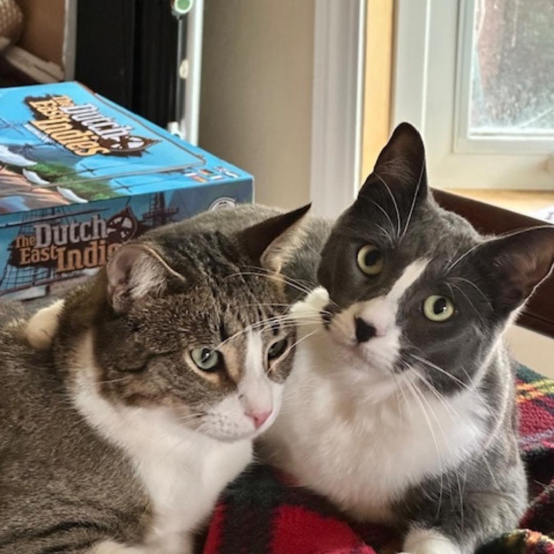 Enlarge Vanya, a Adoptable Domestic Short Hair in Morgan Hill, CA image 3/5