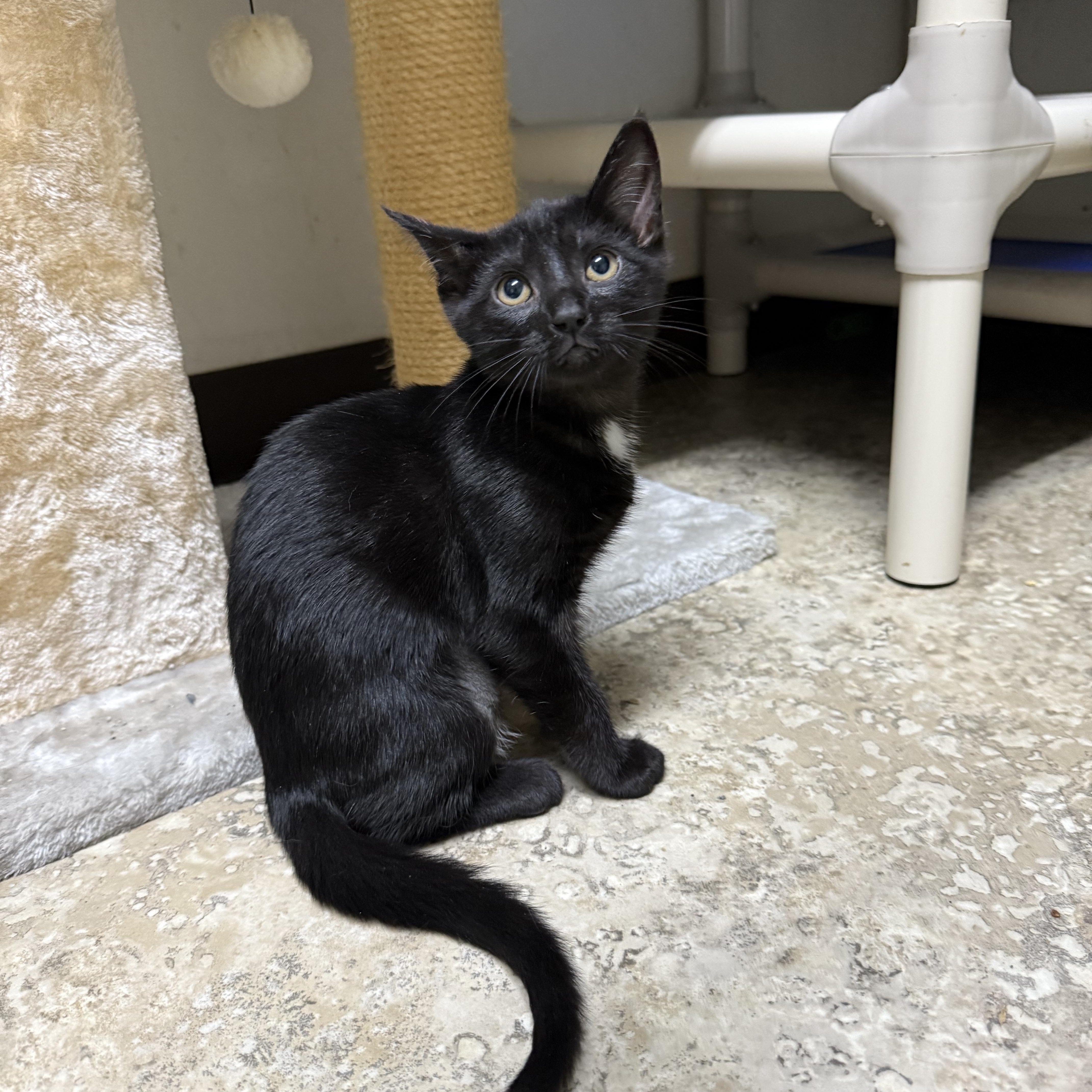 Mulan, adopted, Kitten Female Domestic Short Hair.