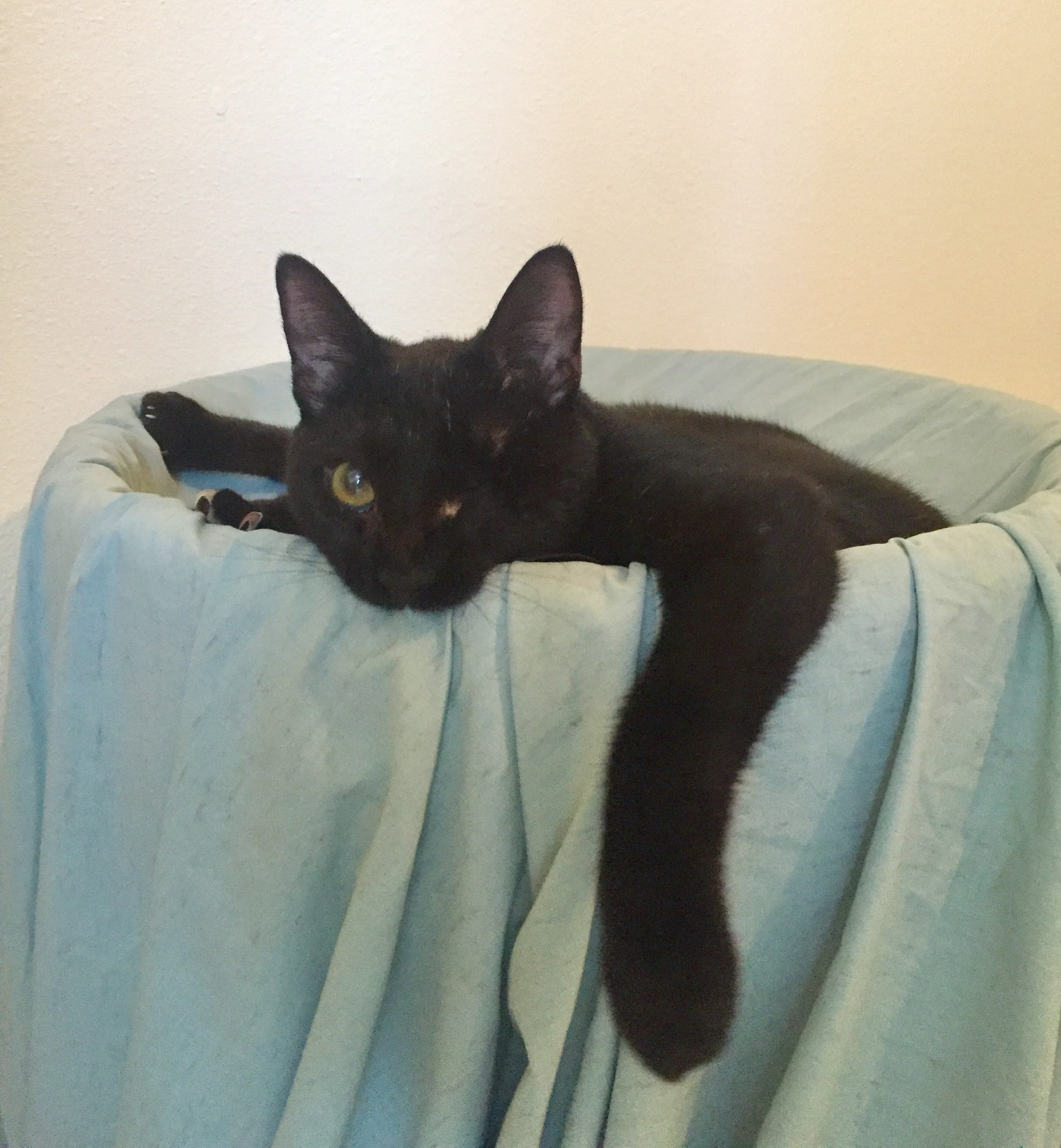 Mia, a Adoptable Domestic Short Hair in Midway City, CA image 1/2