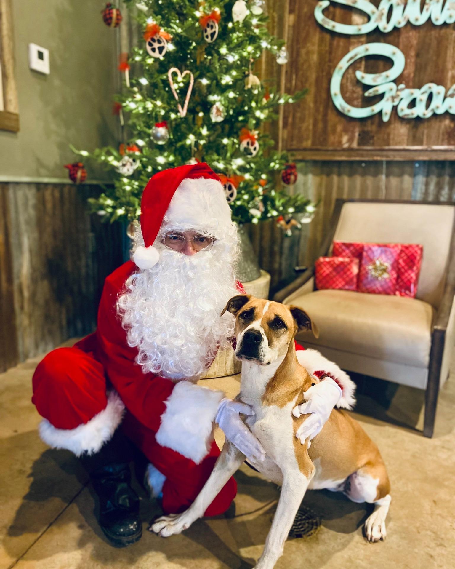 Enlarge Ruby, a Adoptable mixed breed in Hartford, CT image 2/6