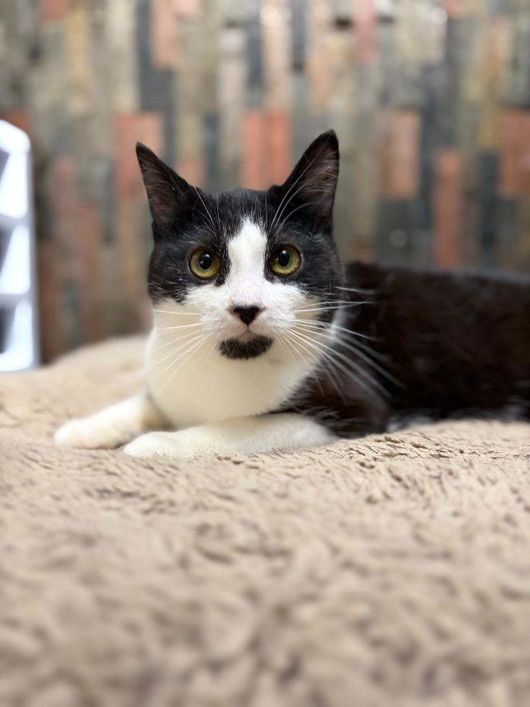 Gertrude, Adoptable, Kitten Female Domestic Short Hair.