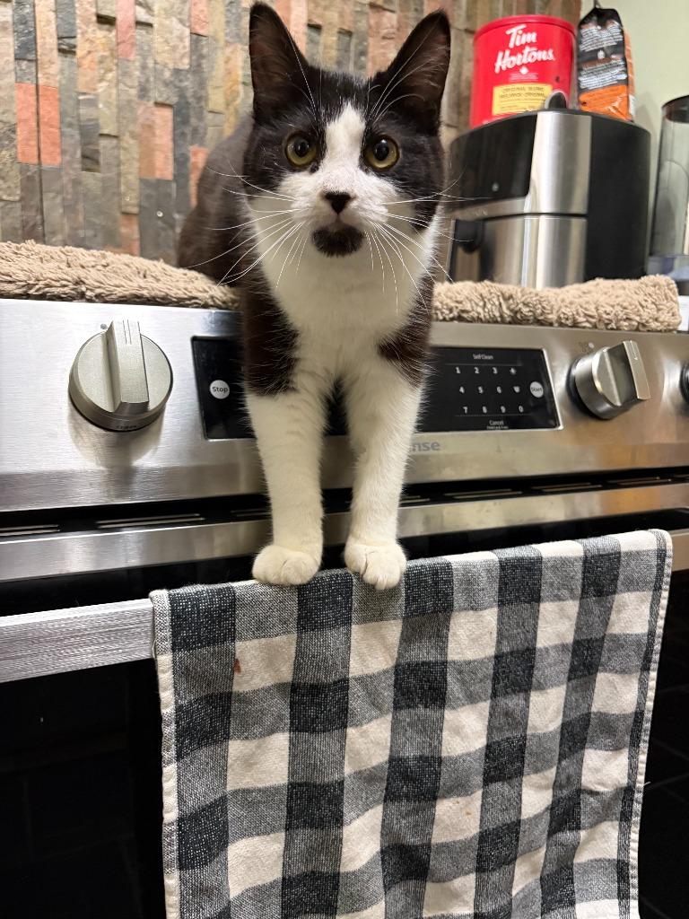 Enlarge Gertrude, a Adoptable Domestic Short Hair in Arthur, ON image 2/6