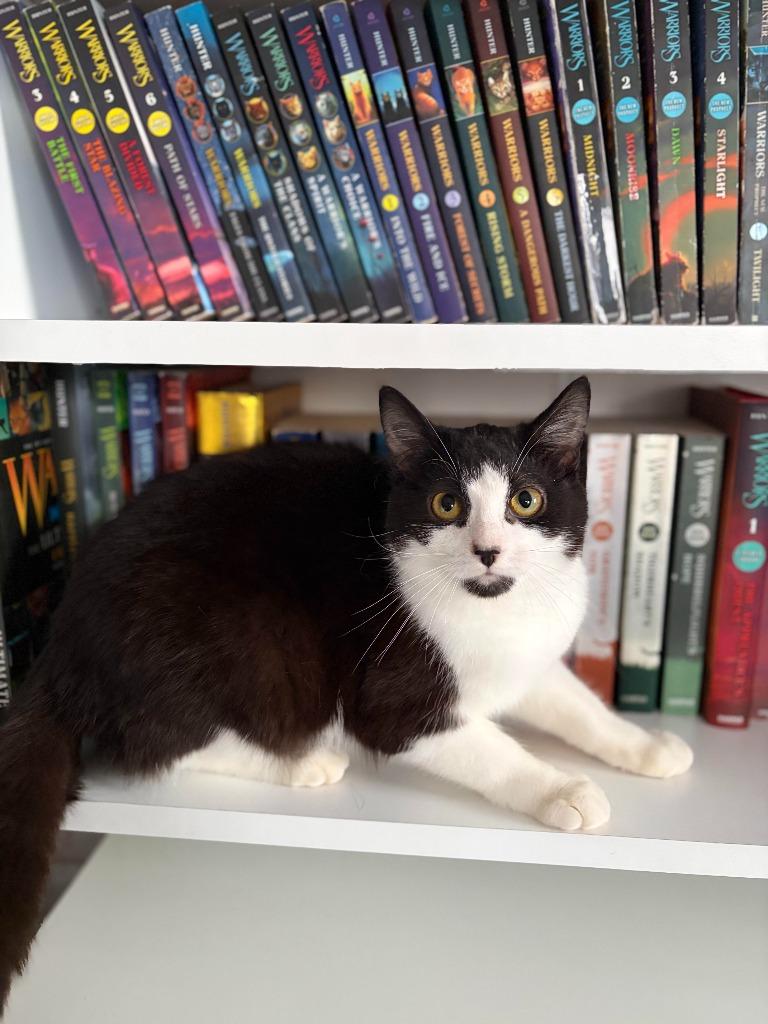 Enlarge Gertrude, a Adoptable Domestic Short Hair in Arthur, ON image 3/6