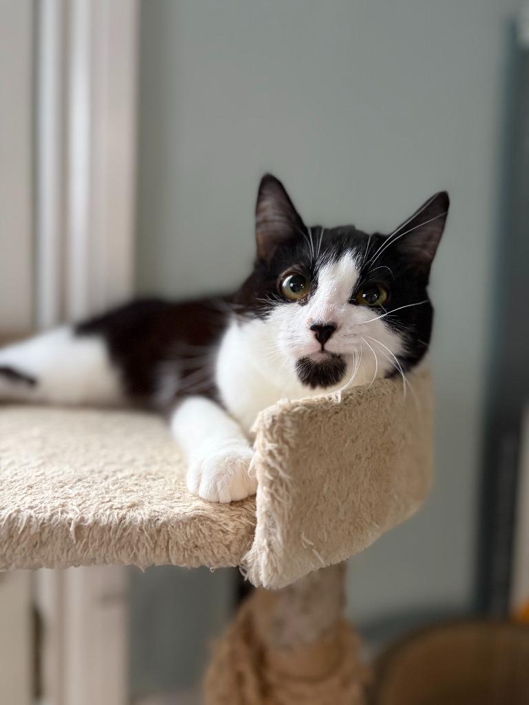 Enlarge Gertrude, a Adoptable Domestic Short Hair in Arthur, ON image 4/6