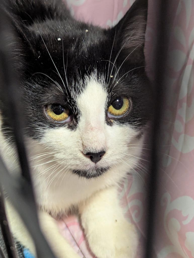 Enlarge Gertrude, a Adoptable Domestic Short Hair in Arthur, ON image 5/6