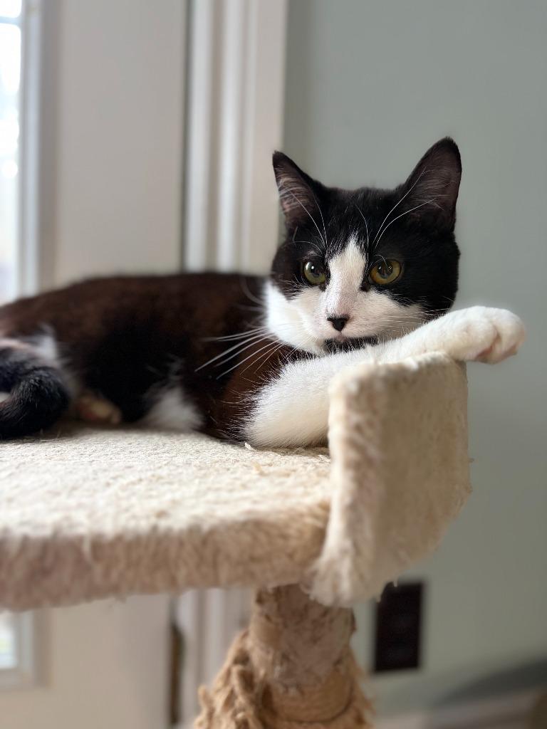 Enlarge Gertrude, a Adoptable Domestic Short Hair in Arthur, ON image 6/6