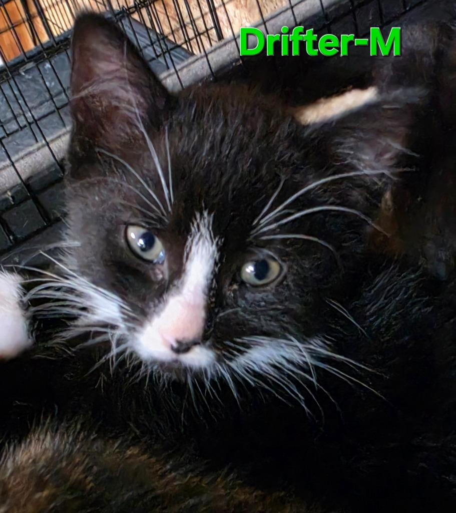 Drifter, Adoptable, Kitten Male Domestic Short Hair.