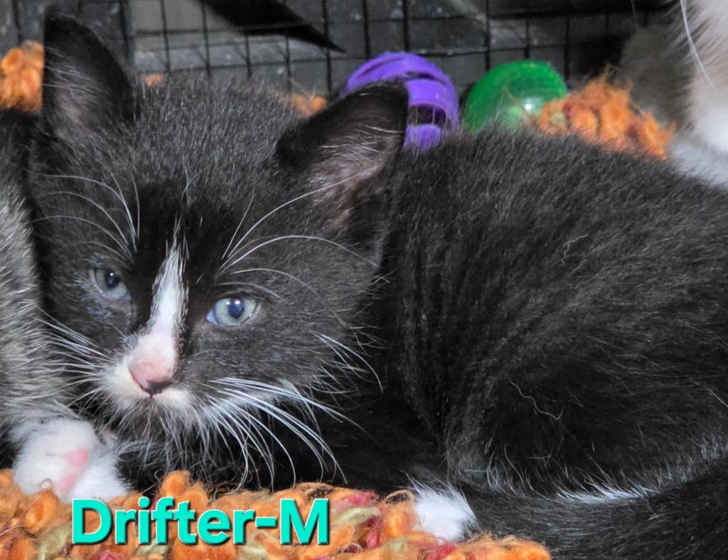 Enlarge Drifter, a Adoptable Domestic Short Hair in Cloquet, MN image 2/2