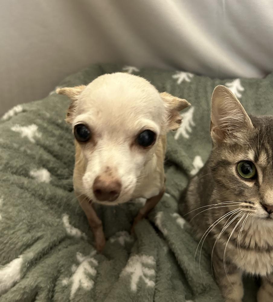 Poppy, Adoptable, Senior Female Chihuahua.