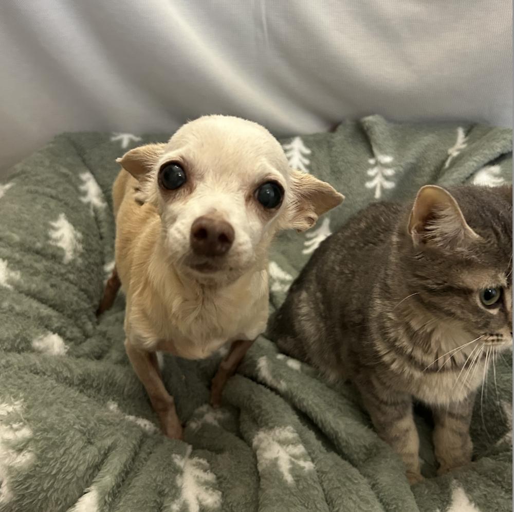 Enlarge Poppy, a Adoptable Chihuahua in Clovis, NM image 2/3