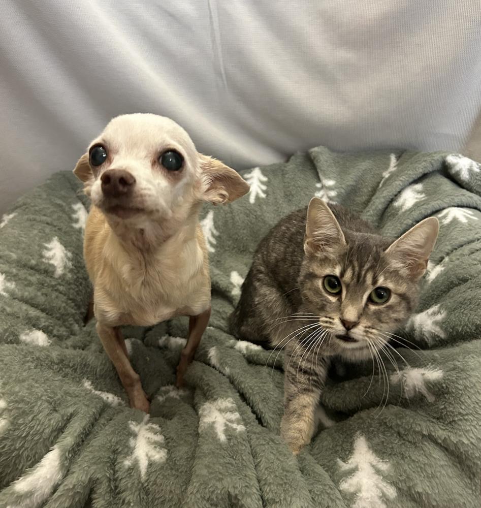 Enlarge Poppy, a Adoptable Chihuahua in Clovis, NM image 3/3