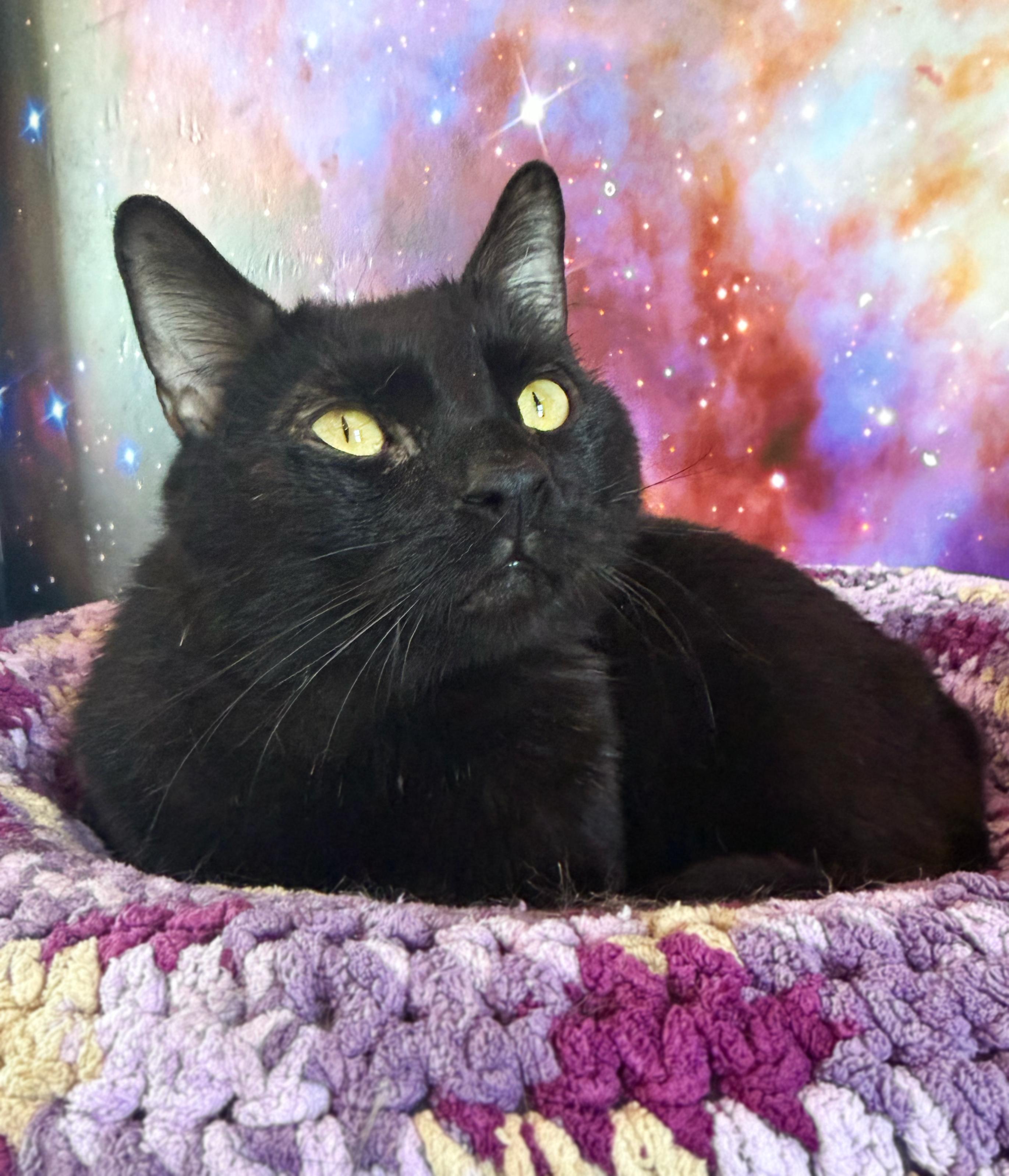 Enlarge Lavender Marriage, a ADOPTABLE Domestic Short Hair in Asheville, NC image 1/1