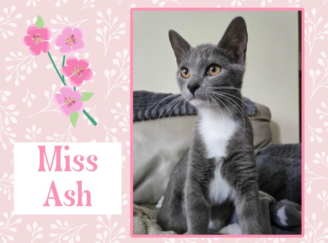 Ash, ADOPTABLE, Kitten Female Domestic Short Hair.