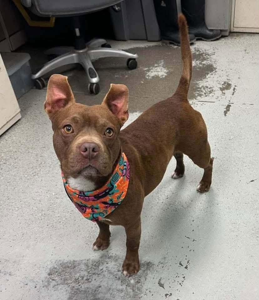 Enlarge Juice, a Adopted Pit Bull Terrier in Polson, MT image 1/1