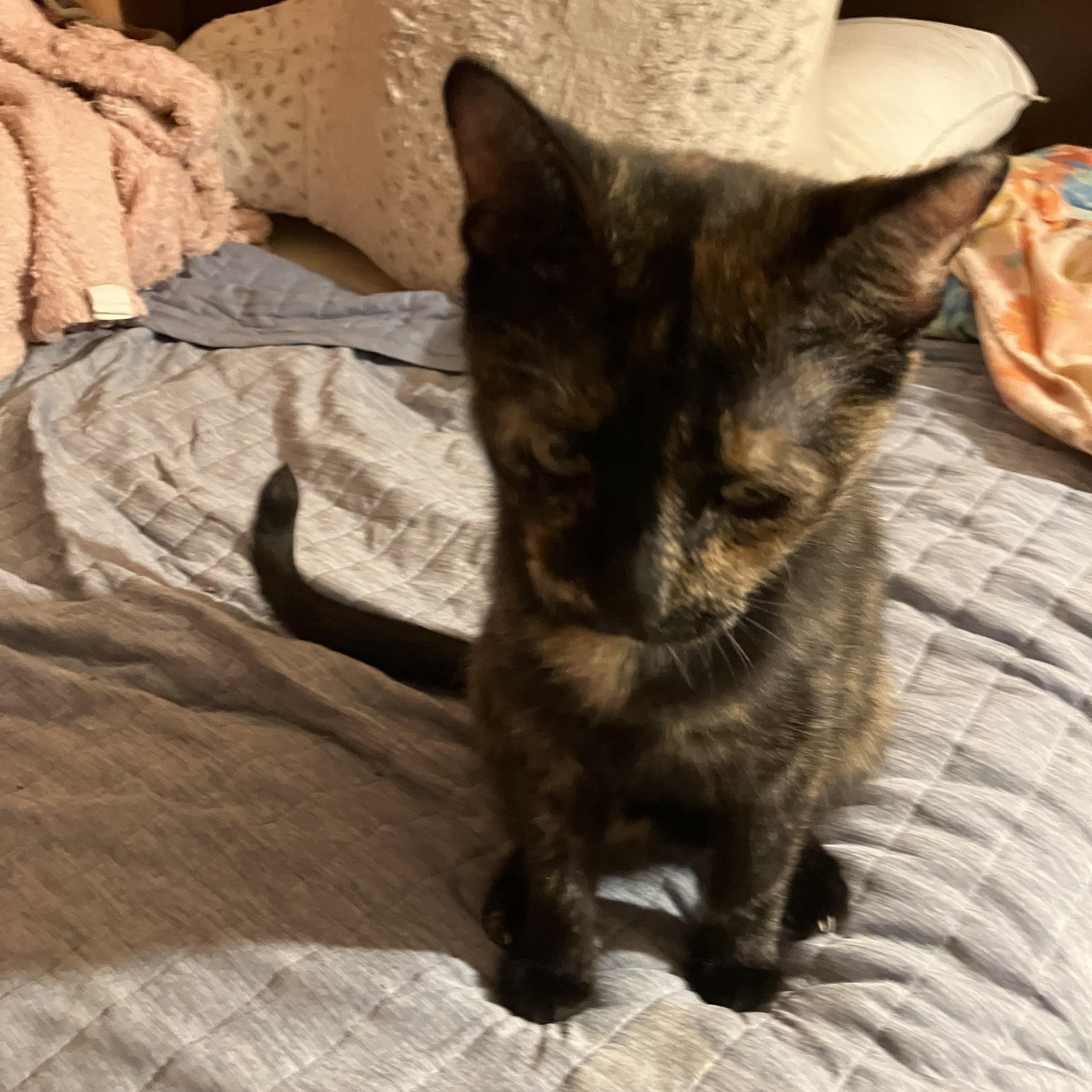 Misty, Adopted, Young Female Tortoiseshell & Domestic Short Hair.