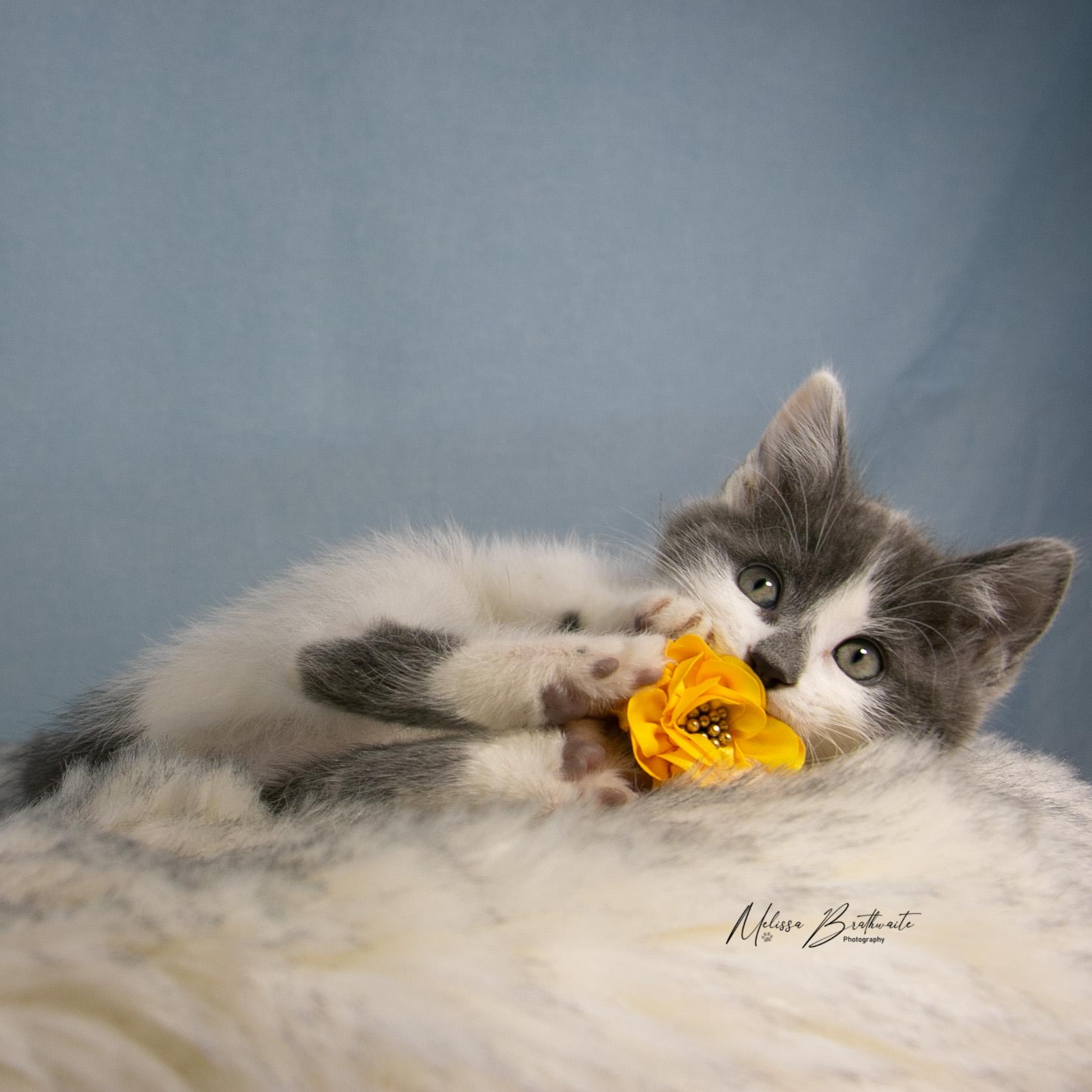 Lark, a ADOPTABLE Domestic Short Hair in Calgary, AB image 3/4