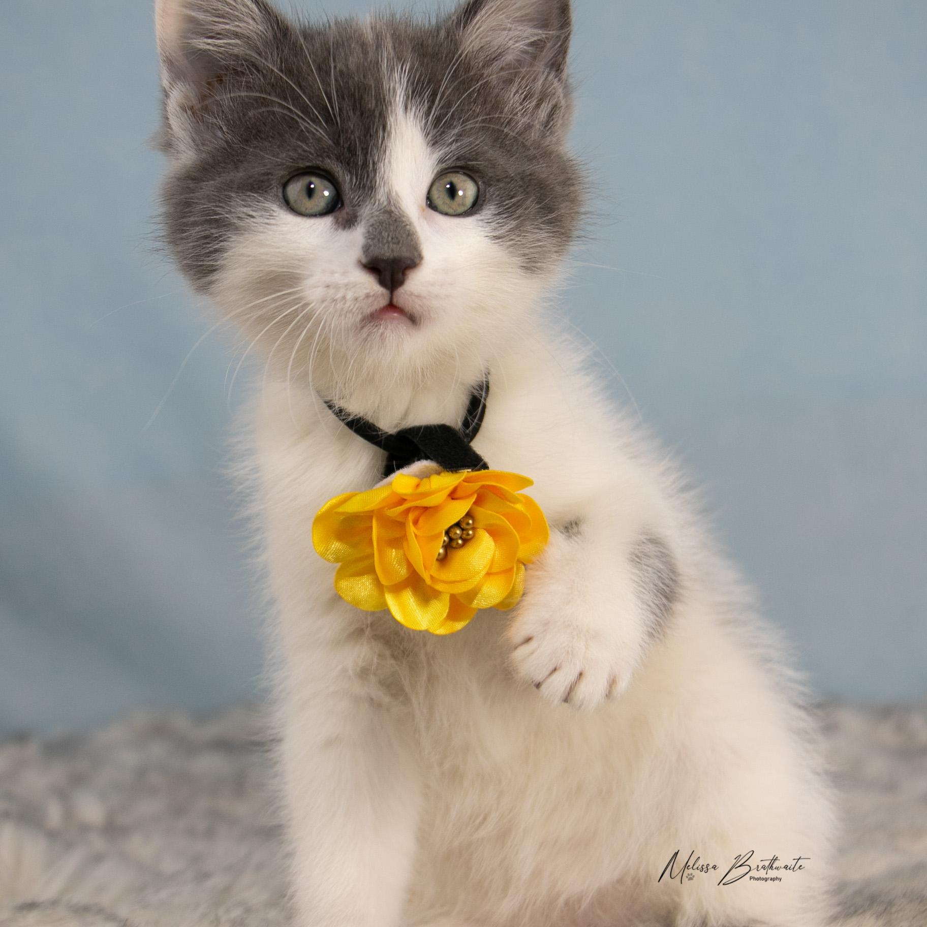 Lark, a ADOPTABLE Domestic Short Hair in Calgary, AB image 2/4