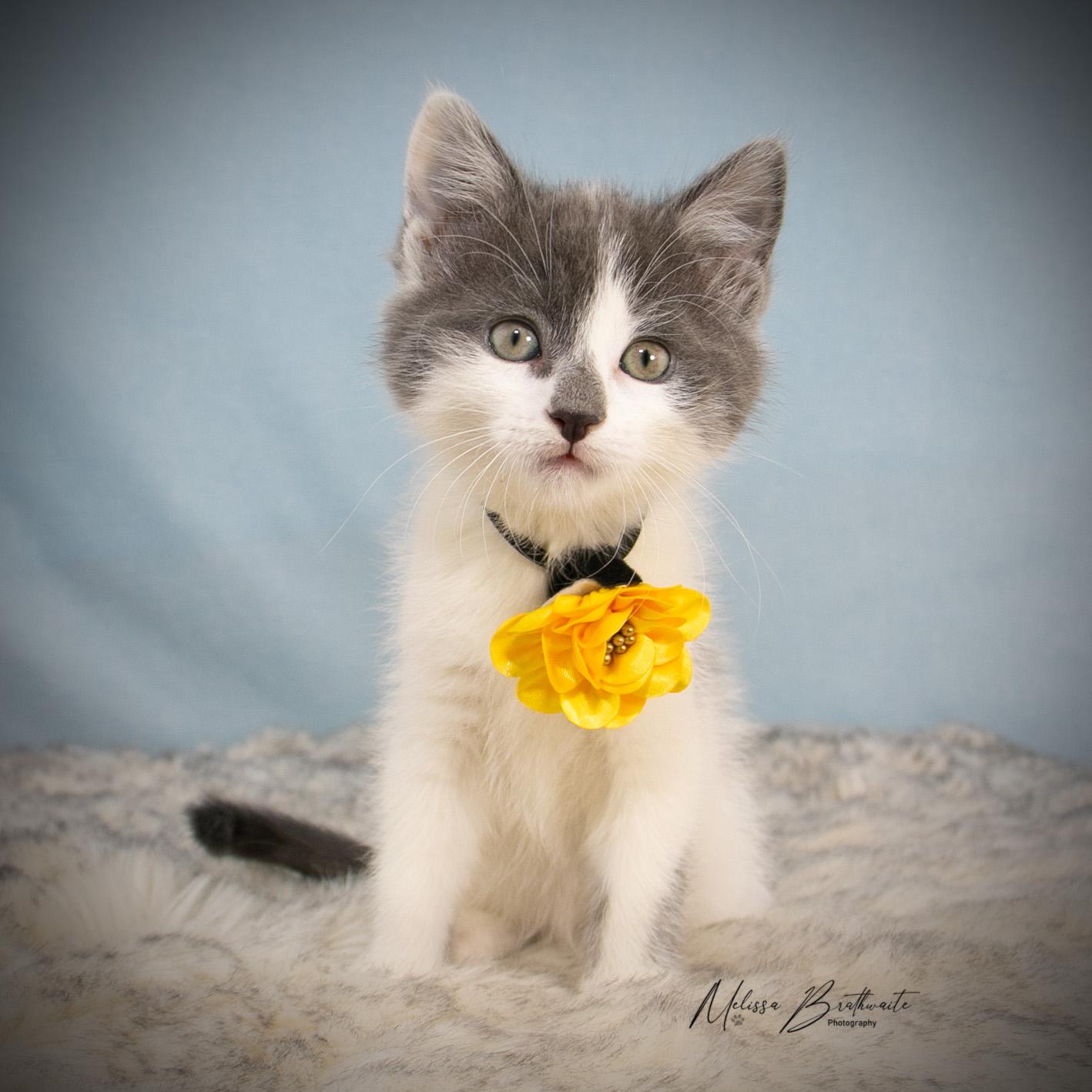 Lark, ADOPTABLE, Kitten Female Domestic Short Hair.