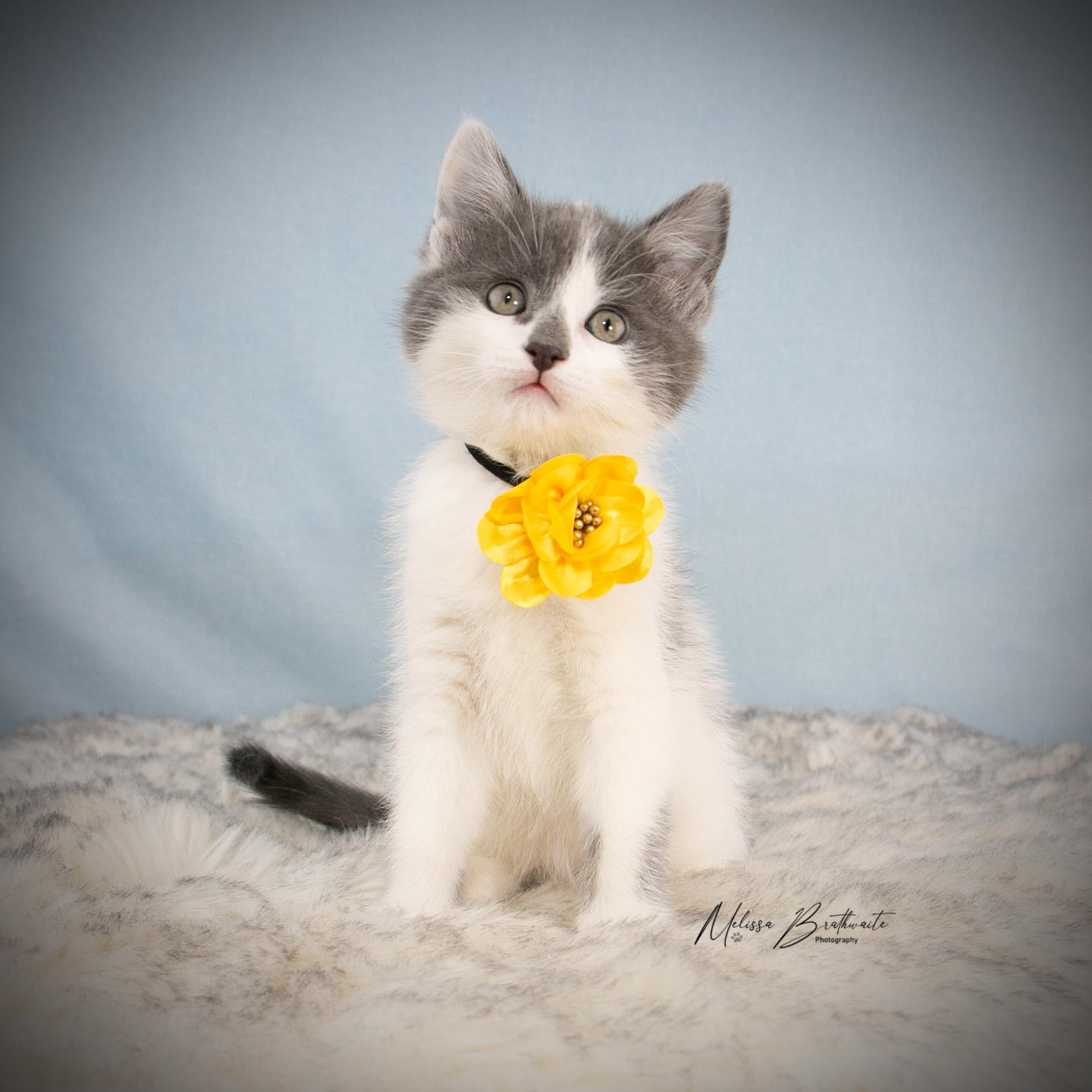 Lark, a ADOPTABLE Domestic Short Hair in Calgary, AB image 4/4