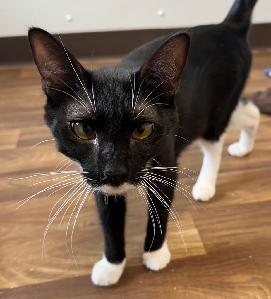 2/9/25 - Tobie, Adopted, Young Male Domestic Short Hair.