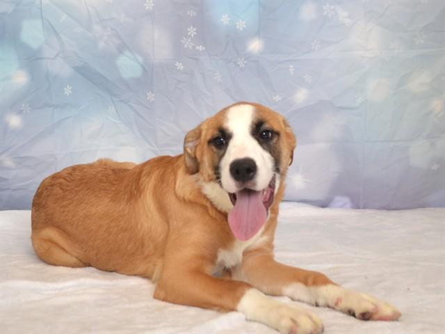 Enlarge SAPPHIRE, a Adoptable mixed breed in Oroville, CA image 1/1