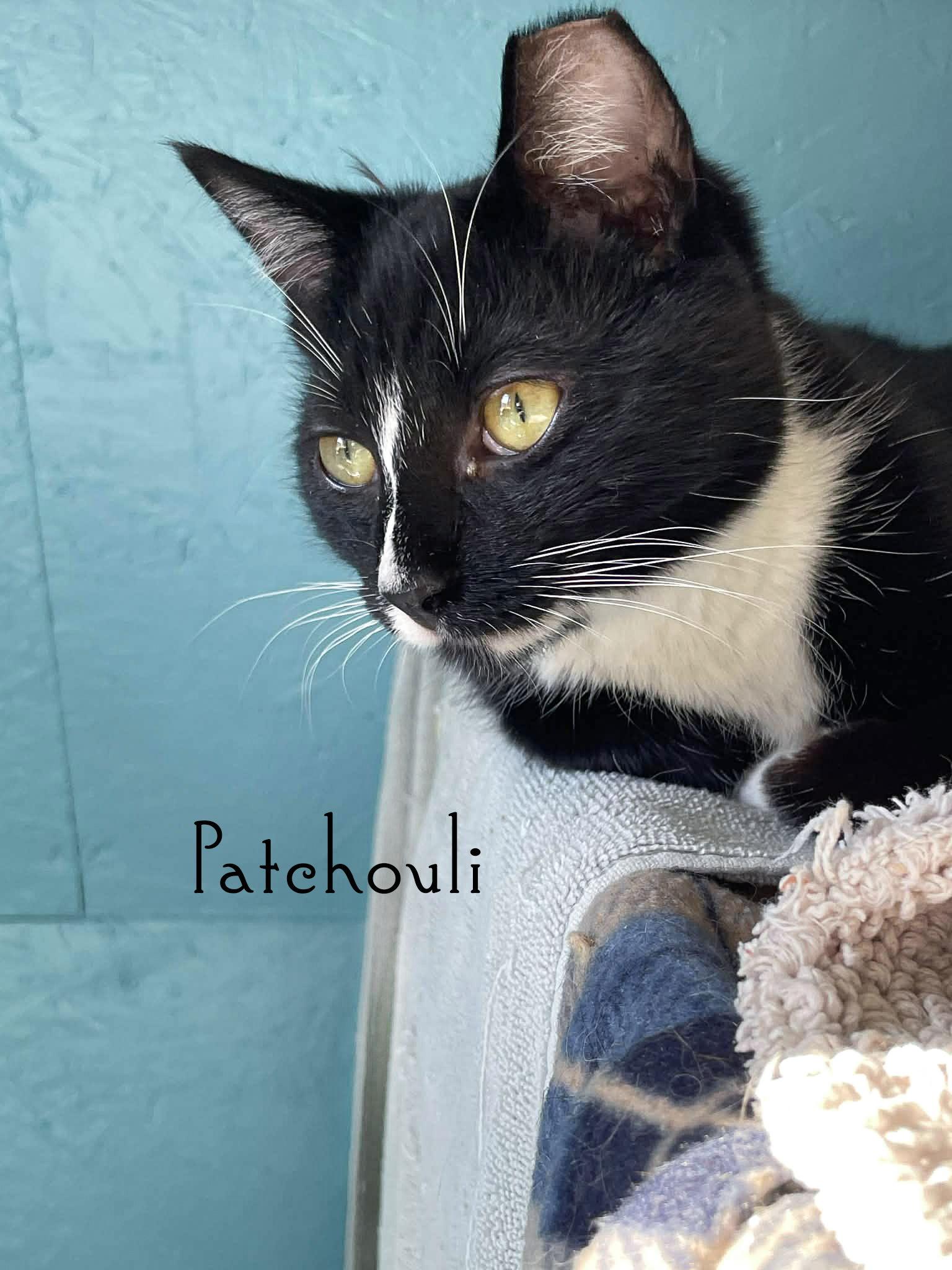 Patchouli, Adopted, Young Male Domestic Short Hair.