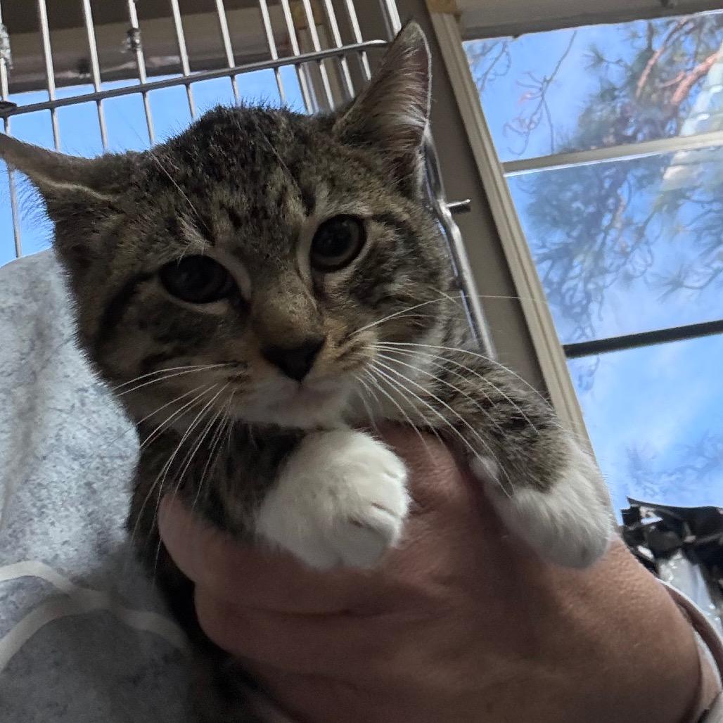 Enlarge ChaCha, a Adoptable Domestic Short Hair in Hattiesburg, MS image 1/1
