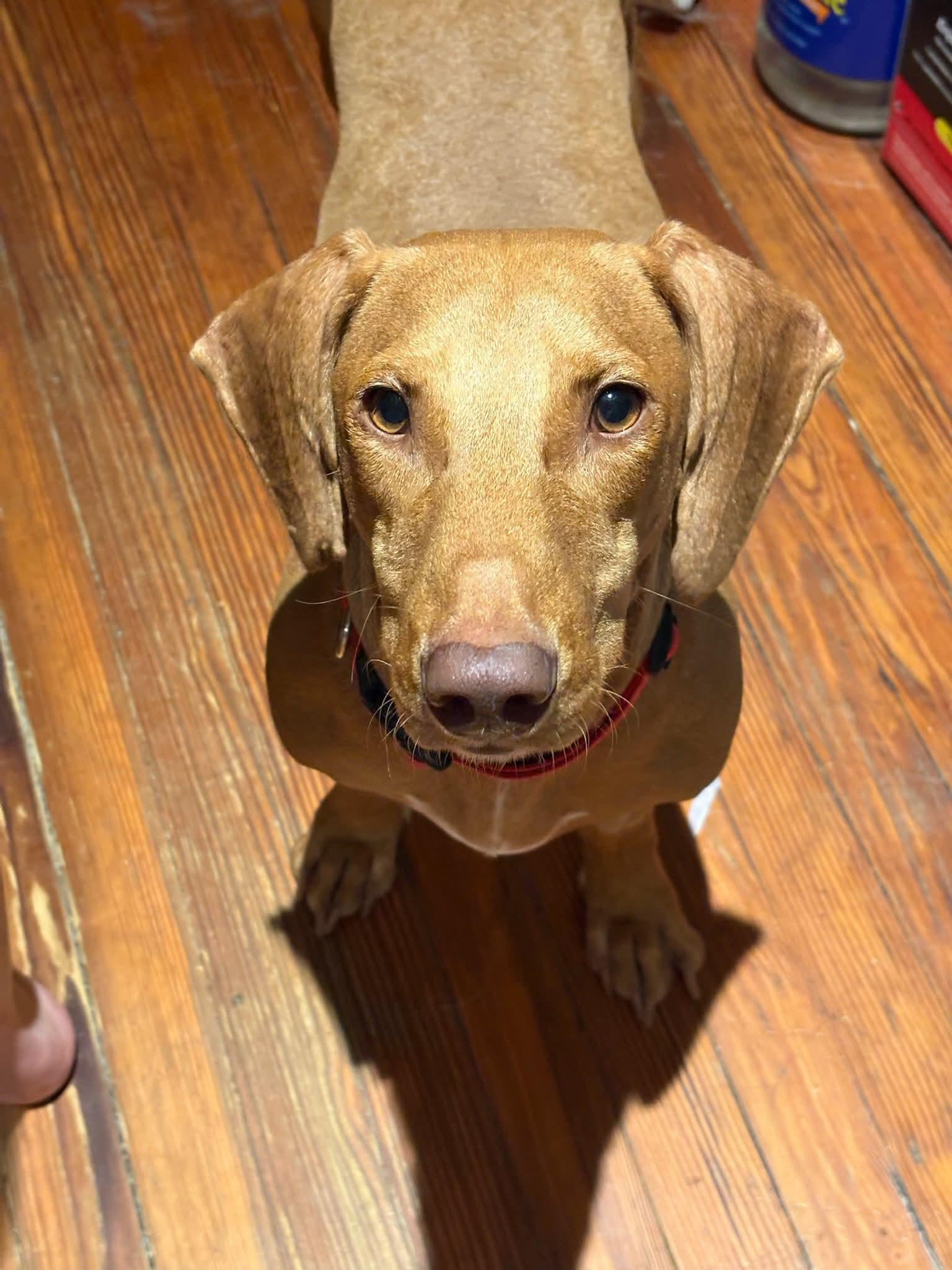 Frankie, Adoptable, Young Male Dachshund.