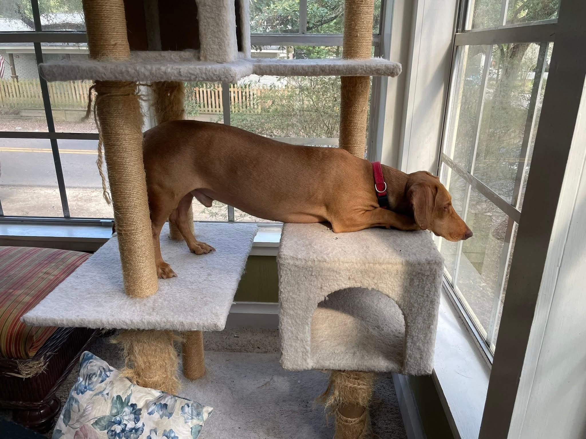 Enlarge Frankie, a Adoptable mixed breed in Mobile, AL image 3/4