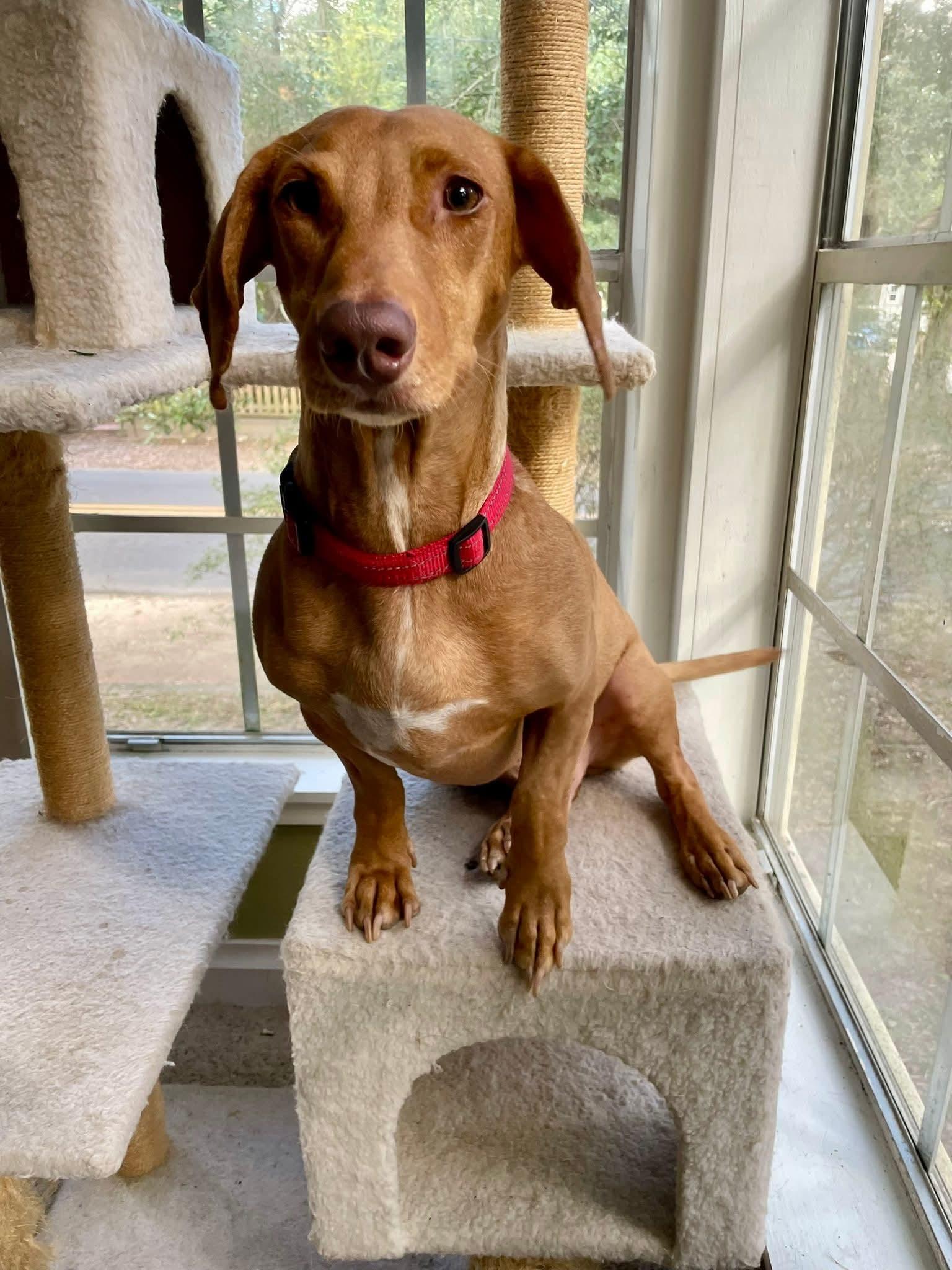 Enlarge Frankie, a Adoptable mixed breed in Mobile, AL image 4/4