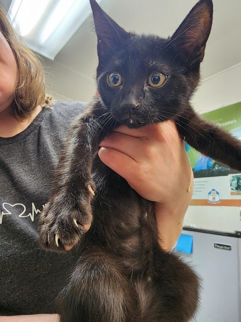 Enlarge Catman, a Adopted mixed breed in Gold Beach, OR image 1/2