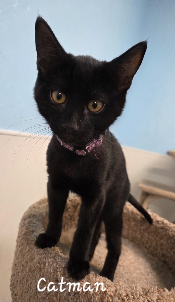 Enlarge Catman, a Adopted mixed breed in Gold Beach, OR image 2/2