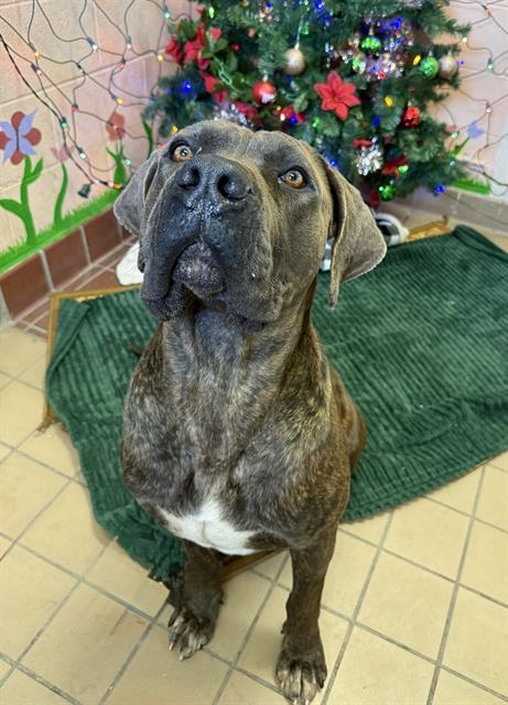 Enlarge ASHER, a Adoptable Mastiff in Castaic, CA image 1/1