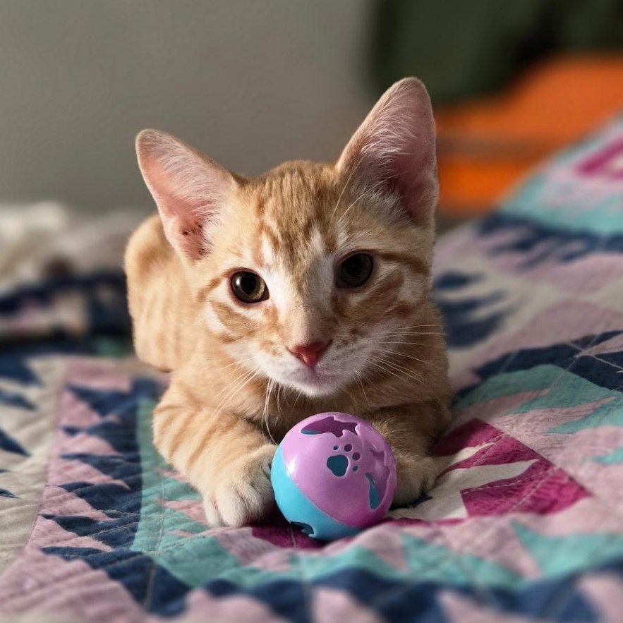Anakin, Adoptable, Kitten Male Domestic Short Hair.
