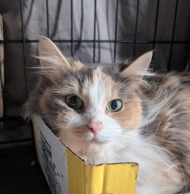 Beauty (Brushing required!), Adoptable, Young Female Domestic Long Hair.