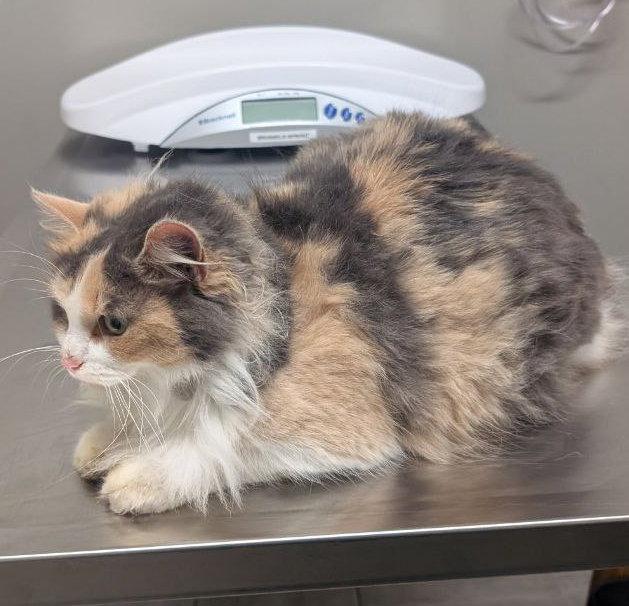 Enlarge Beauty (Brushing required!), a Adoptable Domestic Long Hair in Pikesville, MD image 2/3