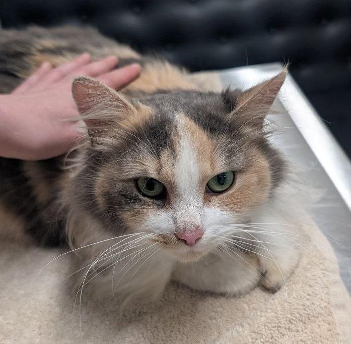 Enlarge Beauty (Brushing required!), a Adoptable Domestic Long Hair in Pikesville, MD image 3/3