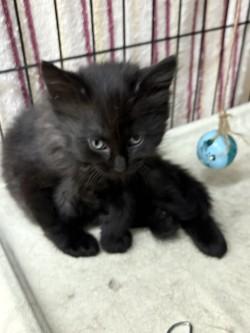 Poppy, adopted, Kitten Female Domestic Medium Hair.