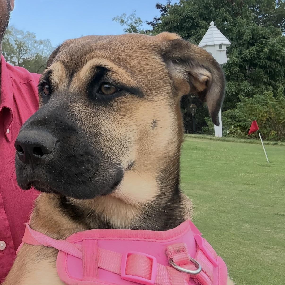 Enlarge Emma, a Adoptable mixed breed in CANTON, OH image 4/6