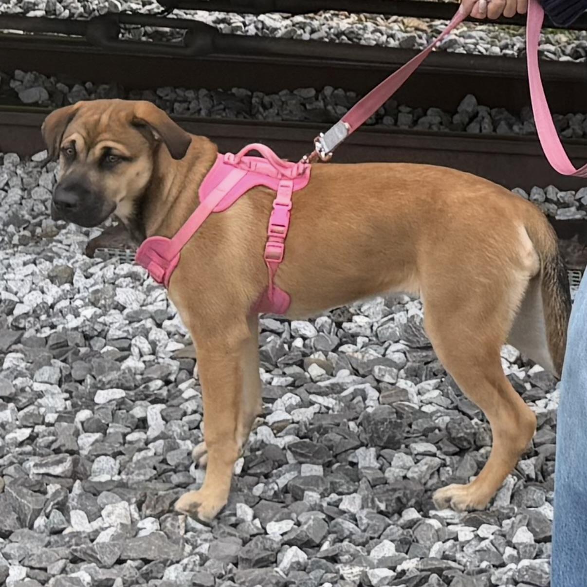 Enlarge Emma, a Adoptable mixed breed in CANTON, OH image 6/6