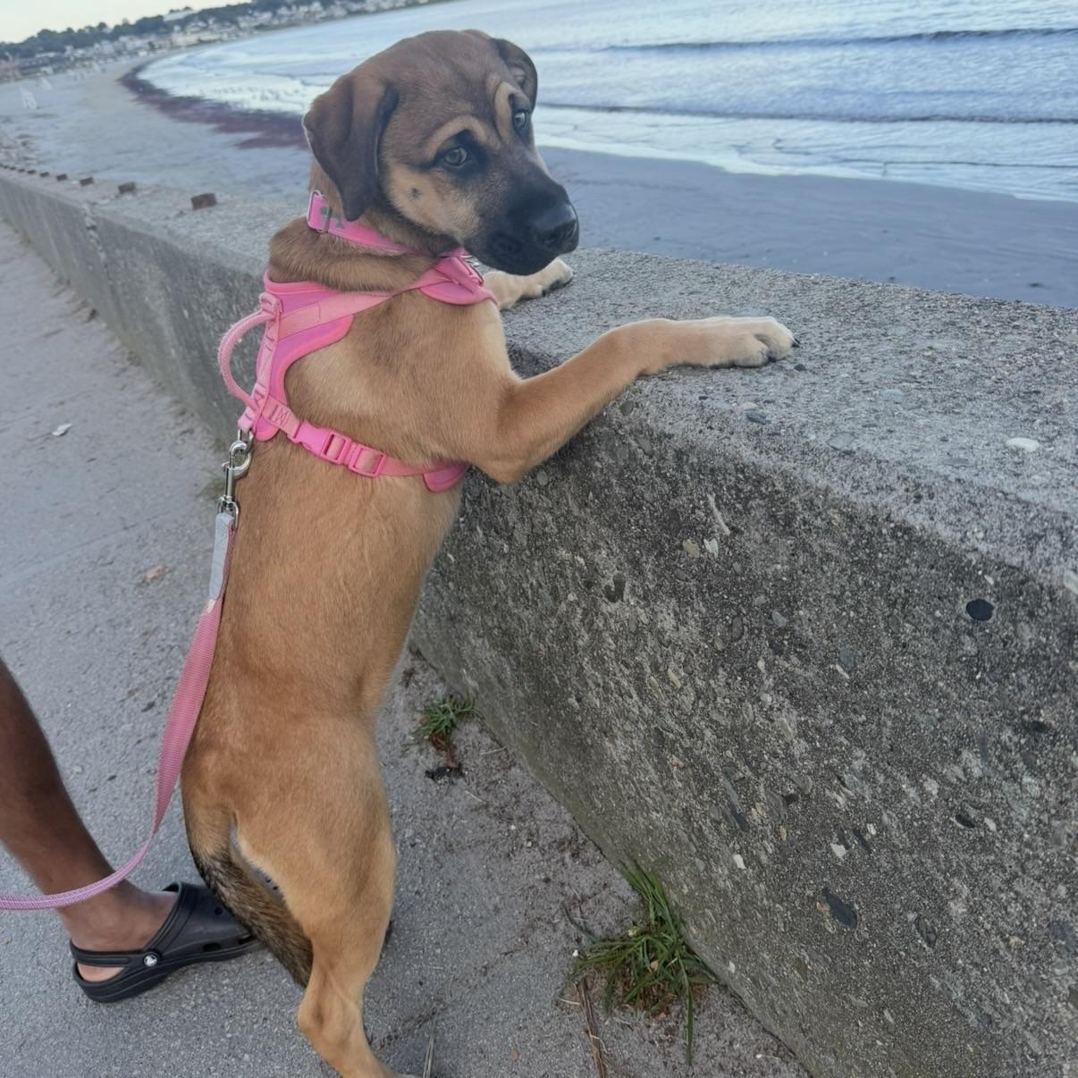 Enlarge Emma, a Adoptable mixed breed in CANTON, OH image 1/6