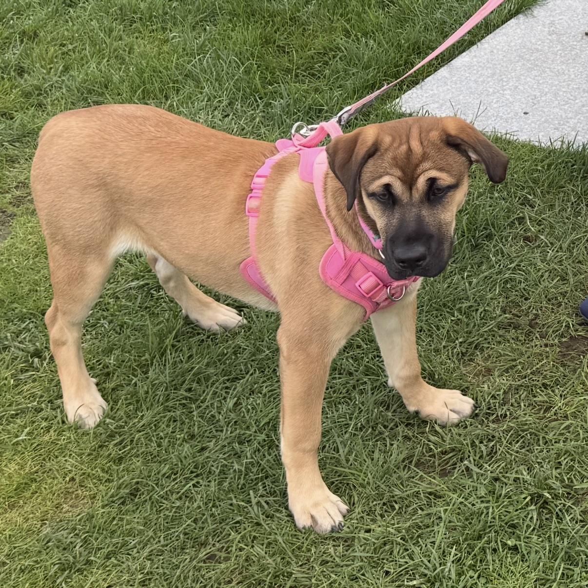 Enlarge Emma, a Adoptable mixed breed in CANTON, OH image 3/6