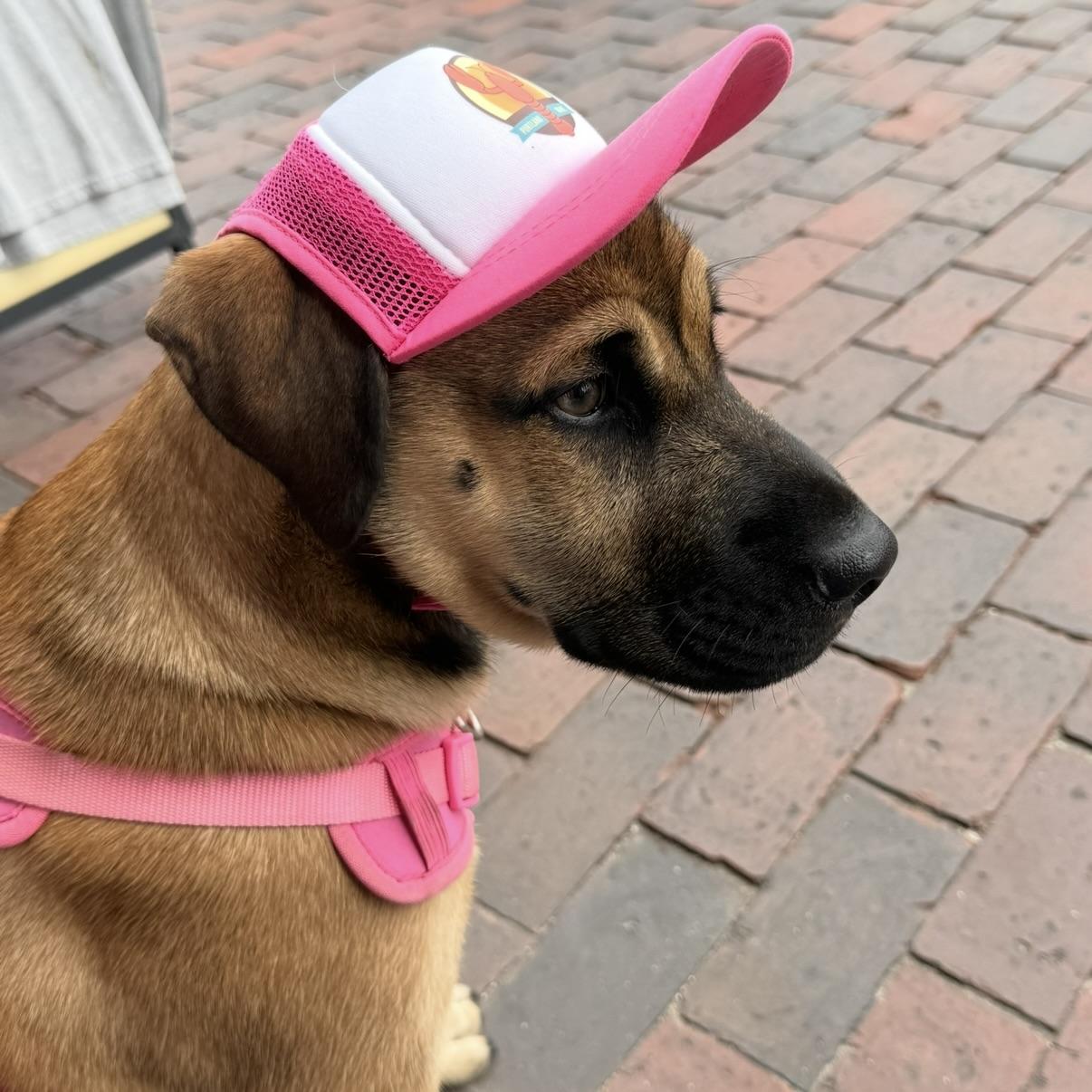 Enlarge Emma, a Adoptable mixed breed in CANTON, OH image 5/6